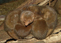 Image of: Helogale parvula (dwarf mongoose)