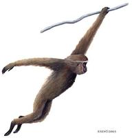 Image of: Hylobates muelleri (Borneo gibbon)