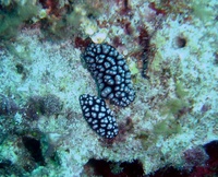 Phyllidiella pustulosa