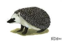 Image of: Paraechinus micropus (Indian hedgehog)