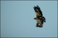 Aquila nipalensis - Steppe Eagle