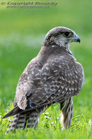 Falco cherrug - Saker