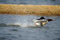 Mergus merganser - Goosander