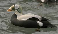 Somateria fischeri - Spectacled Eider