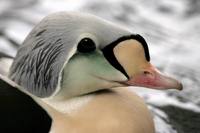 Somateria spectabilis - King Eider