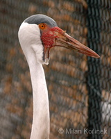 Bugeranus carunculatus - Wattled Crane