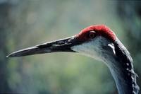 Grus canadensis - Mississippi Sandhill Crane