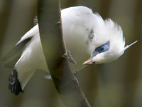 Leucopsar rothschildi - Rothschild's Mynah