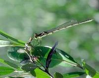 Image of: Ischnura