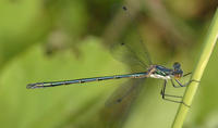 Image of: Lestes dryas