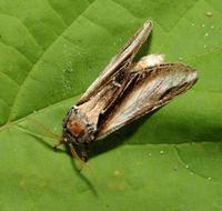 Image of: Pheosia rimosa