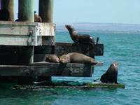 Arctocephalus pusillus doriferus - Afro-australian Fur Seal