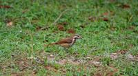 Image of: Cichladusa guttata (spotted morning-thrush)