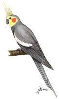 Image of: Nymphicus hollandicus (cockatiel)