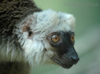 Eulemur fulvus albifrons