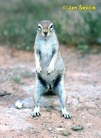 Xerus inauris - South African Ground Squirrel