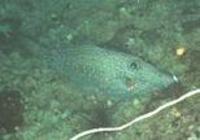 Image of: Aluterus scriptus (scrawled filefish)