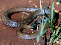 Platyceps florulentus