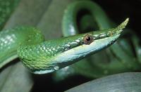 Rhynchophis boulengeri