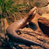 Tiliqua scincoides chimaerea - Tanimbar Blue-Tongued Skink