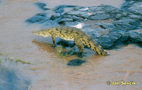Crocodylus niloticus - Nile crocodile