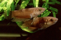 Betta chloropharynx