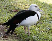 White-headed Shelduck - Tadorna radjah