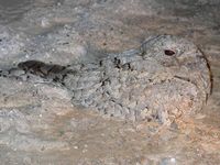 Egyptian Nightjar - Caprimulgus aegyptius