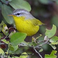 Grey-hooded Warbler - Seicercus xanthoschistos