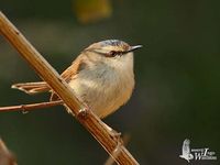 Grey-crowned Prinia - Prinia cinereocapilla