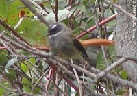 Rufous-tailed Fantail - Rhipidura phoenicura