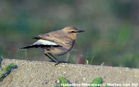 Isabelline Wheatear - Oenanthe isabellina