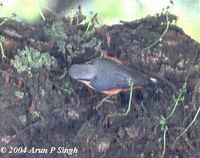 White-tailed Nuthatch - Sitta himalayensis