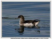 Fluttering Shearwater - Puffinus gavia