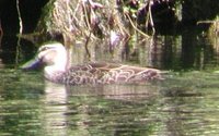 Pacific Black Duck - Anas superciliosa