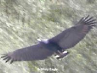 Solitary Eagle - Harpyhaliaetus solitarius