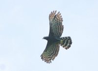 Black Hawk-Eagle - Spizaetus tyrannus