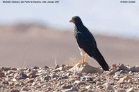 Mountain Caracara - Phalcoboenus megalopterus