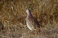 Crested Francolin - Francolinus sephaena