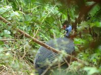 Crested Guineafowl - Guttera pucherani