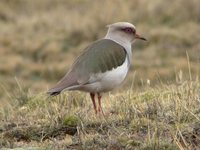 Andean Lapwing - Vanellus resplendens