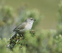 Plain-mantled Tit-Spinetail (Leptasthenura aegithaloides) photo