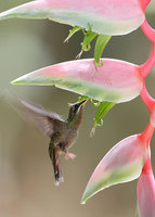 Rufous-breasted Hermit (Glaucis hirsuta) photo