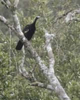 Blue-throated Piping-Guan (Pipile cumanensis) photo