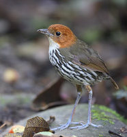 Chestnut-crowned Antpitta (Grallaria ruficapilla) photo
