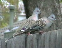 Crested Pigeon - Geophaps lophotes