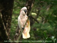 Salmon-crested Cockatoo - Cacatua moluccensis