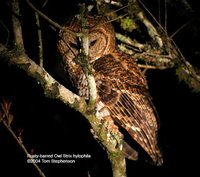 Rusty-barred Owl - Strix hylophila