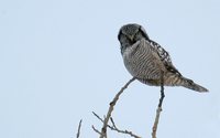 Northern Hawk Owl - Surnia ulula