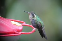 Speckled Hummingbird - Adelomyia melanogenys